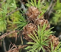 Larix kaempferi - Japanse Lariks - 2