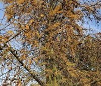 Larix kaempferi - Japanse Lariks - 1