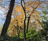 Fagus sylvatica - Groene beuk - 1