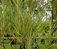 Salix elaeagnos 'Angustifolia' - Rozemarijnwilg, Grijze wilg - 3