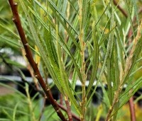 Salix elaeagnos 'Angustifolia' - Rozemarijnwilg, Grijze wilg - 2