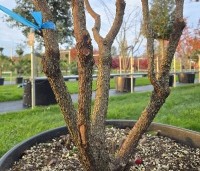 Arbutus unedo - Aardbeiboom - 4