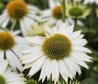 Echinacea purpurea 'Alba' - Zonnehoed wit - 4