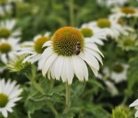 Echinacea purpurea 'Alba' - Zonnehoed wit - 3