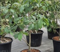 Asimina triloba - Pawpaw - 3