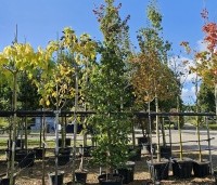 Parrotia persica 'Cherry Tips' - Perzisch IJzerhout 'Cherry Tips' - 4