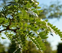 Gleditsia triachanthos 'Inermis' bladeren