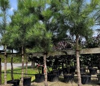 Pinus pinaster - Zeeden - 4