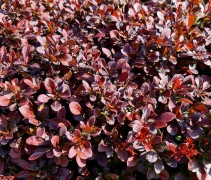 Berberis thunbergii 'Atropurpurea'