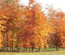 Voorbeeld van de herfstkleur van de Groene Beuk