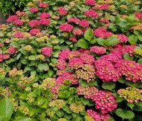 Hydrangea Forever & Ever Red - Hortensia Forever & Ever Red - 3