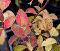Viburnum x bodnantense 'Dawn' - Winterbloeiende Sneeuwbal 'Dawn' - 3