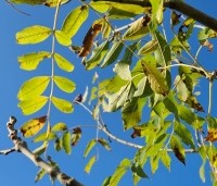 Fraxinus excelsior - Es - herfst