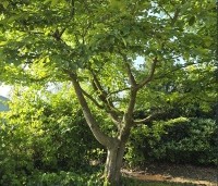 Carpinus betulus - Haagbeuk - 1