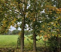 Acer platanoides - Noorse Esdoorn - 5