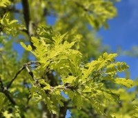 Quercus cerris 'Marmor Star' - Marmeren moseik - 1
