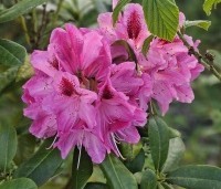 Rhododendron 'Cosmopolitan' - Rododendron 'Cosmopolitan' - 1