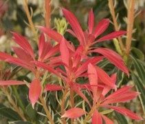 Pieris Forest Flame