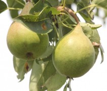 Pyrus comm. ‘Triomphe de Vienne’ vrucht