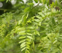 Valse Christusdoorn 'Skyline', dakvorm