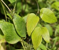 Clematis 'Jackmanii' - Bosrank 'Jackmanii' - 1