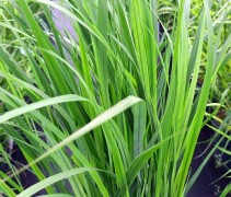 Panicum 'Northwind' 