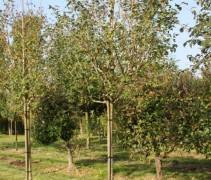 Syringa Josikaea