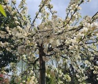 Malus Toringo 'Tina - Dwerg sierappeltje - 2