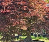Acer palmatum 'Garnet' - Japanse esdoorn 'Garnet' - 1