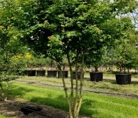 Acer campestre - Veldesdoorn - 1