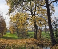 Acer platanoides - Noorse Esdoorn - 3