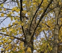 Acer platanoides - Noorse Esdoorn - 2