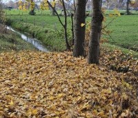 Acer platanoides - Noorse Esdoorn - 4
