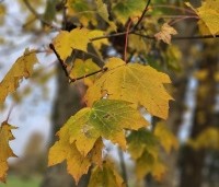 Acer platanoides - Noorse Esdoorn - 1