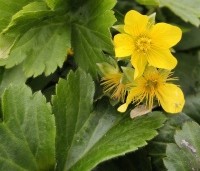 Waldsteinia ternata - Gele Aardbei - 1