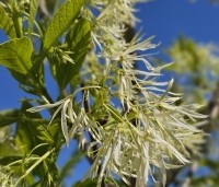 Chionanthus virginicus - Chionanthus virginicus - 1