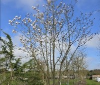 Magnolia loebneri 'Merrill' - Beverboom - 4