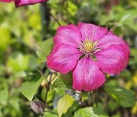 Clematis 'Ville de Lyon' - Bosrank 'Ville de Lyon'  - 1