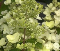 Hydrangea paniculata Grandiflora