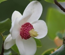 Magnolia sieboldii bloem open