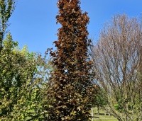 Fagus sylvatica 'Rohan Obelisk' - Beuk 'Rohan Obelisk' - 2
