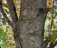 Fagus sylvatica 'Rohan Obelisk' - Beuk 'Rohan Obelisk' - 3