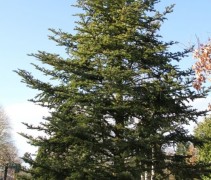 Abies Fraseri