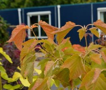 Acer pensylvanicum