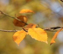 Betula nigra 
