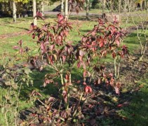 Euonymus 'Red Cascade'