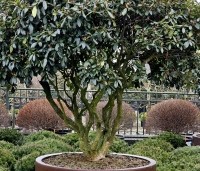 Rhododendron 'Cunningham's White' - Rododendron - 1