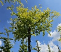 Gleditsia triacanthos 'Sunburst' - Valse christusdoorn - juli 2024