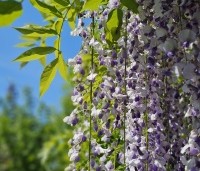 Wisteria floribunda 'Macrobotrys' - Blauwe regen - 2