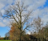 Fraxinus excelsior - Es - 2